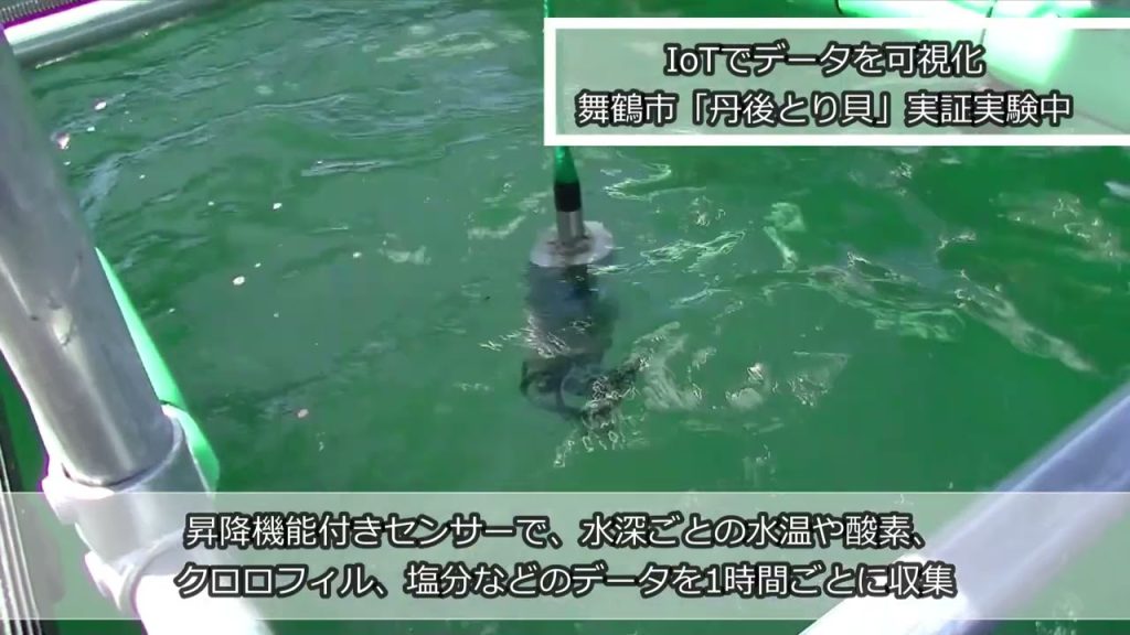 【KDDI×京都舞鶴市】IoTを駆使し「丹後とり貝」供給の安定性を向上させるための実証プロジェクトが進行中